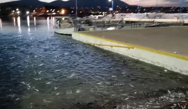 Μυστήριο φαινόμενο στην Εύβοια: Εκατοντάδες ψάρια πηδούσαν έξω από το νερό (Βίντεο)