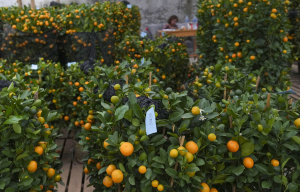 Πορτοκάλια από «χρυσάφι»: Η «πράσινη» ασθένεια στη σοδειά της Βραζιλίας που έχει δραματικές επιπτώσεις