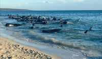 Πάνω από 150 μαυροδέλφινα εξόκειλαν στην Αυστραλία - Μυστήριο χωρίς εξήγηση